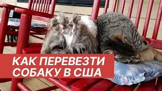 Эмиграция с собакой