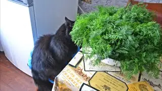 Кот помагает разбирать укроп
