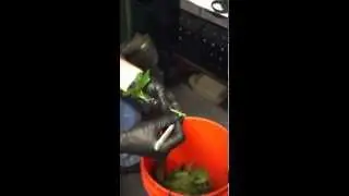 Cloning Cannabis- How to Clone Cannabis Plants