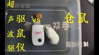 把网上买的【超声波驱鼠仪】和【仓鼠】放在一起会发生什么？【仓鼠】的反应太意外了