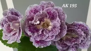 Сіянець глоксинії АК 195
