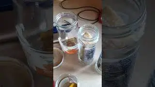 НЕ РАБОТАЕТ ДАННЫЙ РЕЦЕПТ 10.07.2023!!!!!БОРНАЯ КИСЛОТА+БАНАН ОТ МУРАВЬЕВ