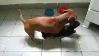 Cachorro taradão. Raça Dachshund.