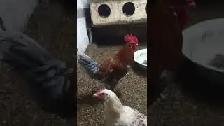 Астраханский петушки