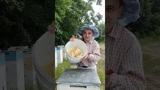 Нарешті! Вже їм липовий мед! 🍯❤️ #мед #липовиймед #солодке