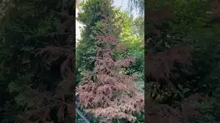 Пихта #саддача