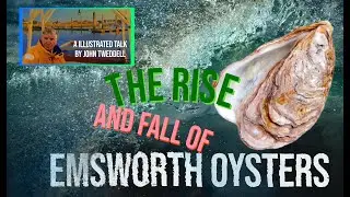The rise and dramatic fall of Emsworth Oysters