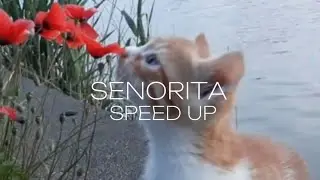 Senorita SPEED UP