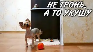 Йорк Дези укусила хозяина защищая большую хурму!