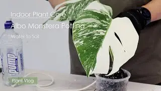 Plant Care Vlog | Potting Albo Monstera Borsigiana from water to soil