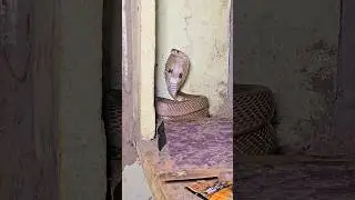#Indian #spectacled venomous cobra snake Rescue