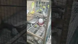 دخلت دكر عصفور استرالى على مجموعة نتى اتجننو