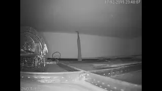 Catch RAT/Mouse with Glue Ped Live in Office Ceiling