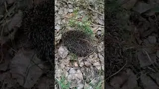 скрытный ежуня