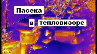 Пасека в тепловизоре.