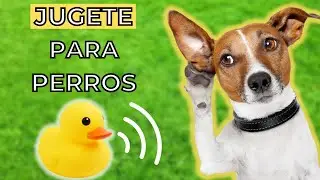 Sonidos de Jugete para Perros 🐶 perro mueve la cabeza