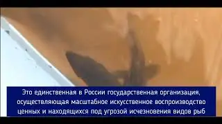Госзадание по выпуску в водоемы России молоди ценных осетровых видов рыб выполнено более чем на 161%