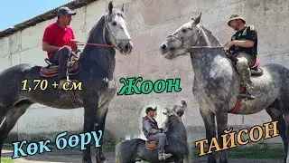Мына ат элеби ТАЙСН менен КӨКБӨРҮ ЧОҢ АТТАР НООКАТТА