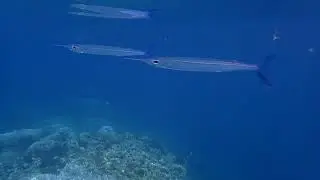 CIRCLING NEEDLEFISH! AM I THEIR BREAKFAST?