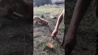 Ukrainian kitties and their toys 💔