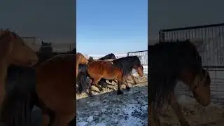 Жеребец на касяк (мугалжар ,жабы,казахский)