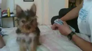 Little Neenja