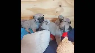 Мопсята от Сёмы и Плюхи 😀