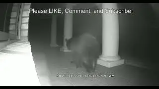 Wildlife, A Bear Walks By - Ray Hayden, J.D.
