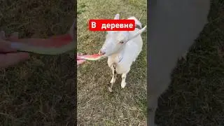 В гостях у Скота Деревенского 😃 #жизньвдеревне #хозяйстводеревне #блог