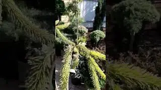 🌲На штамбе Ель Голд Дрифт | Telegram: 