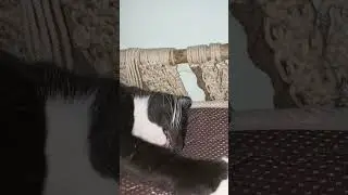godzilla tidoo #cat #kucingabuabuyanglucu #babyanimal #catlover