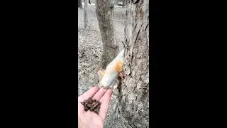 Бельчонок укусил меня / A little squirrel bit me