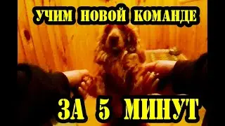 Дрессировка: Научил новой команде за 5 минут. Учим Сёму открывать книгу.