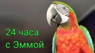 24 часа с Эммой! Прогулка попугая Ара. Все о попугаях Ара