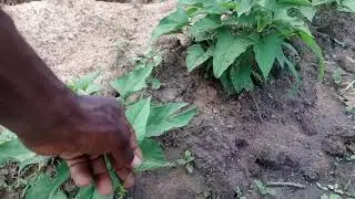 Sweet Potato Farming in Northern Nigeria - Farm Inspection