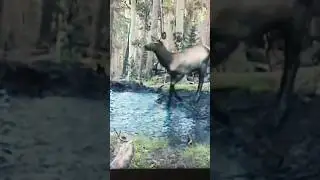 deer dancing II nature