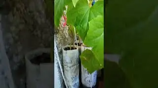 Огурцы на балконе растут и цветут! #shorts