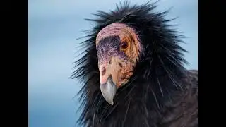Rare and awesome North American birds