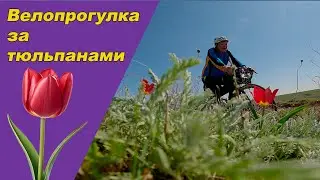 Велопрогулка за тюльпанами