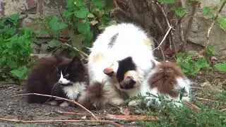 Кошки 03. Утро. Перекусили