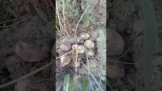 картошка