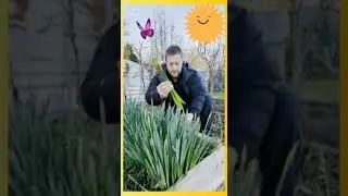 Gray's #1 tip - Don't mix up your Daffodils with your Spring Onions