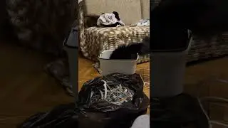 Кошка прыгает в ведро, без цензуры, без смс, без регистрации