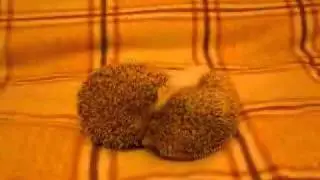 Ёжик порно/The Hedgehog porn