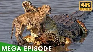 WILD CONGO | The Endless Survival Battle | Nature Animal Documentary