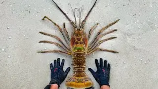 Found Giant Lobster While Spearfishing Remote Island! (Catch Clean Cook)