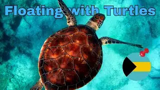 Relax for 30 seconds with the turtles of Green Cay