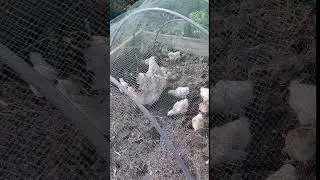 Куриный "ТРАКТОР' #garden #огород #лето #куры в огороде