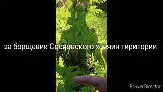 у нас растёт борщевик Сосновского