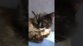 за каждого подписчика глажу кошку 1 раз (ей где то 13 лет)